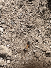 Formicidae