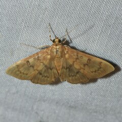 Psara obscuralis