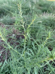 Bassia scoparia