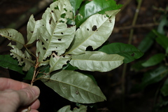 Heritiera trifoliolata