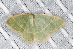 Chlorochlamys appellaria