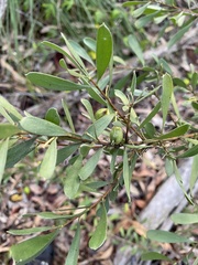 Persoonia sericea