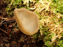 Helvella macropus