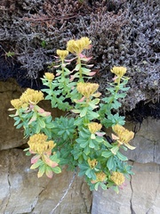 Rhodiola rosea