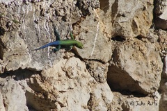 Sceloporus taeniocnemis