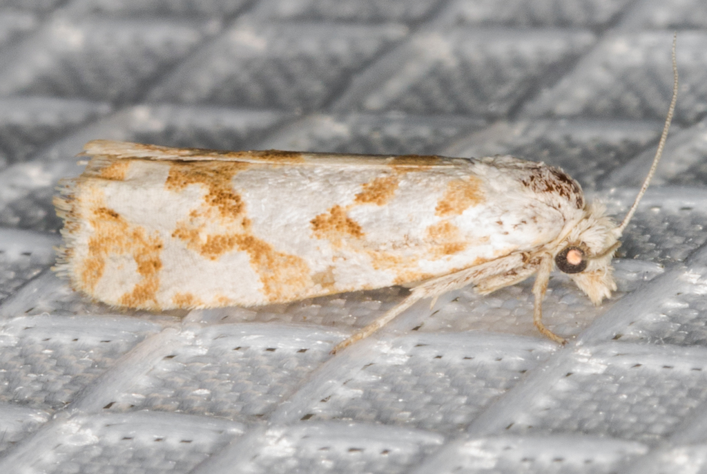 Pelochrista curlewensis