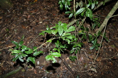 Heritiera trifoliolata