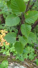 Betula cordifolia