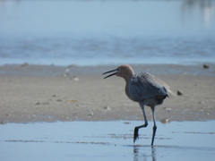 Egretta rufescens