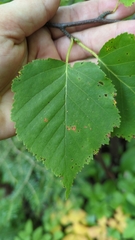 Betula cordifolia