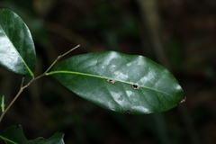 Diospyros fasciculosa