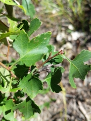 Crataegus phaenopyrum