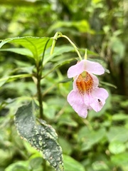 Impatiens uniflora
