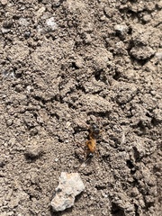 Formicidae