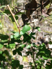 Crataegus phaenopyrum