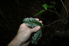 Diospyros fasciculosa