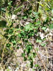 Crataegus phaenopyrum