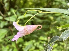 Impatiens uniflora