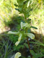 Pedicularis lanceolata