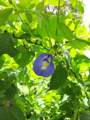 Clitoria ternatea