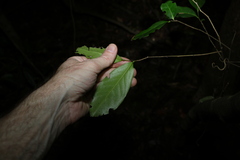 Diospyros fasciculosa