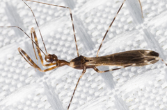 Stenolemoides arizonensis