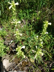 Pedicularis lanceolata