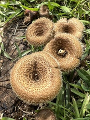 Lentinus crinitus