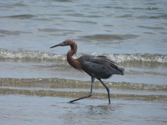 Egretta rufescens