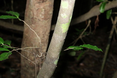 Diospyros fasciculosa