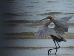 Egretta rufescens