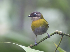 Chlorospingus flavopectus