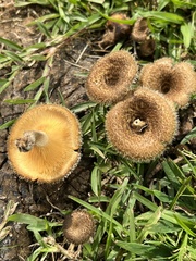 Lentinus crinitus