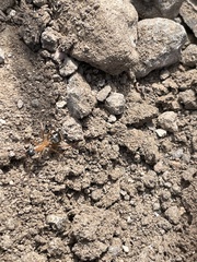 Formicidae