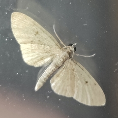 Eupithecia absinthiata