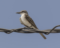 Tyrannus dominicensis