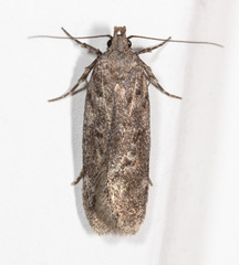Gelechiinae