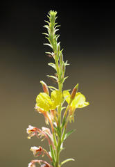 Oenothera elata