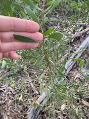 Persoonia sericea