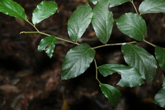 Alangium polyosmoides tomentosum