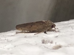 Ponana quadralaba