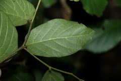 Alangium polyosmoides tomentosum