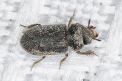 Heteroceridae