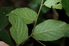 Alangium polyosmoides tomentosum