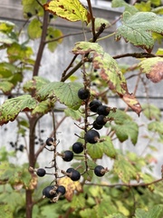 Ribes sanguineum