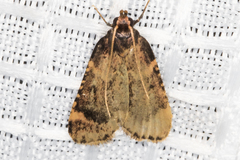 Aglossa cacamica