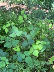 Amphicarpaea bracteata