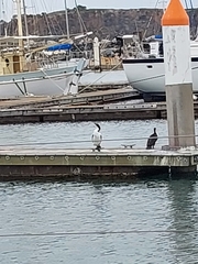 Phalacrocorax varius