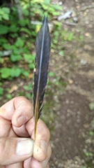 Colaptes auratus luteus