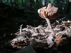 Entoloma strictius